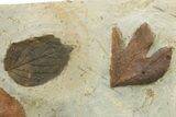 Wide Plate with Five Fossil Leaves (Four Species) - Montana #262356-3